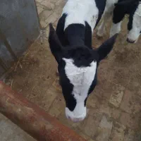 گوساله شیری