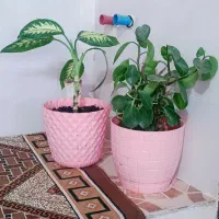 فروش گل