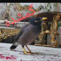 مرغ مینا گمشده