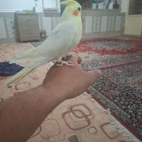 فروش عروس هلندی
