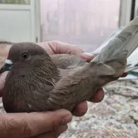کفتر
