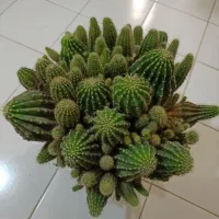 کاکتوس