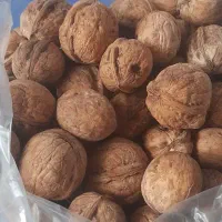 گردو  محصول باغات بی نظیر بروجرد