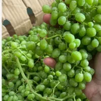 غوره عسگری