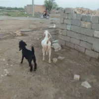 بز نر دو عدد