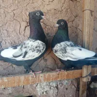 سینه سیا ماده