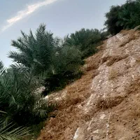 فروش نخل و  پاجوش پیارم   پیارم