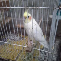 عروس هلندی ماده