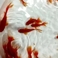 ماهی قرمز برا حوض واکواریوم واستخر