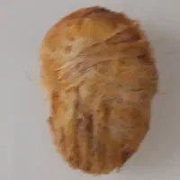 هسته انبه خریداریم