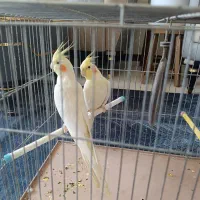 فروش یک جفت عروس هلندی نر و ماده جوان