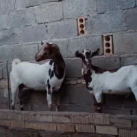 بز سومالی درجه۱