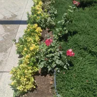 آبیاری قطره ای و بارانی
