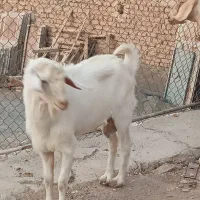 چبش کل
