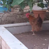 مرغ تخمی