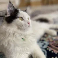 گربه پرشین نر