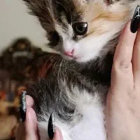 واگذاری رایگان گربه