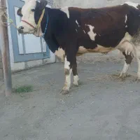 گاو آبستن