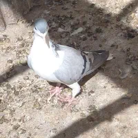 کبوتر|پرنده|قزوین, |دیوار