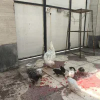 مرغ و جوجه گلین