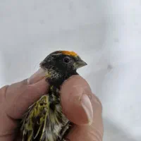 گلبسر سهره قناری
