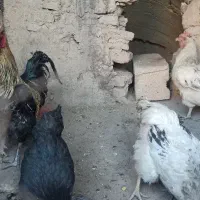 مرغ و خروس محلی