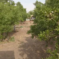 باغچه|خدمات باغبانی و درختکاری|آبیک, |دیوار