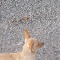 معاوضه