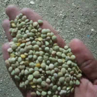 عدس|خوردنی و آشامیدنی|ورزقان, |دیوار
