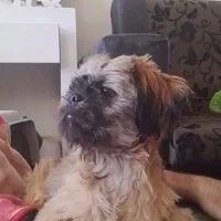 سگ گمشده