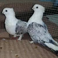 کبوتر بلژیکی