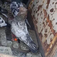 یک عدد سینه کوهی