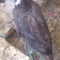 اردک تخمگزار بالغ