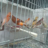 قناری نر و ماده همه کوتاه بلند خون