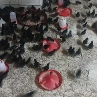 جوجه|حیوانات مزرعه|قم, کلهری|دیوار