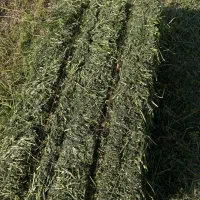 یونجه چین چهار