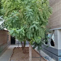 مغازه-38-متری-با-بالکن-دستغیب