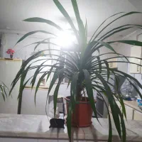 فروش گل های خانگی
