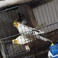 عروس هلندی مولد جوجه بزرگ کن