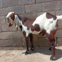 نر بز