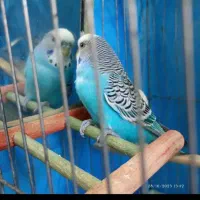 فروش مرغ عشق مولود