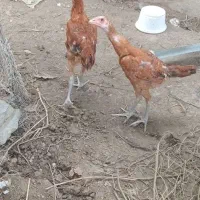 لاری