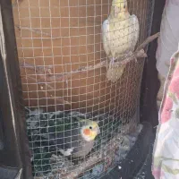 قفس پرنده