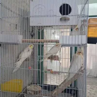 فروش عروس هلندی