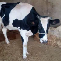 گا و|حیوانات مزرعه|کوهدشت, |دیوار