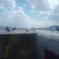 10تا کفتر بوم همه نر