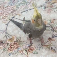 پرنده گم شده