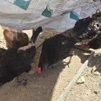 مرغ  و خروس