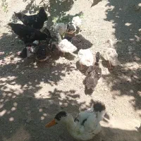 جوجه اردک ۴ ماهه