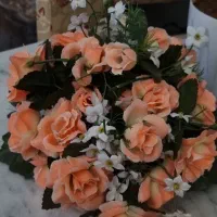بوته گل رز خارجی